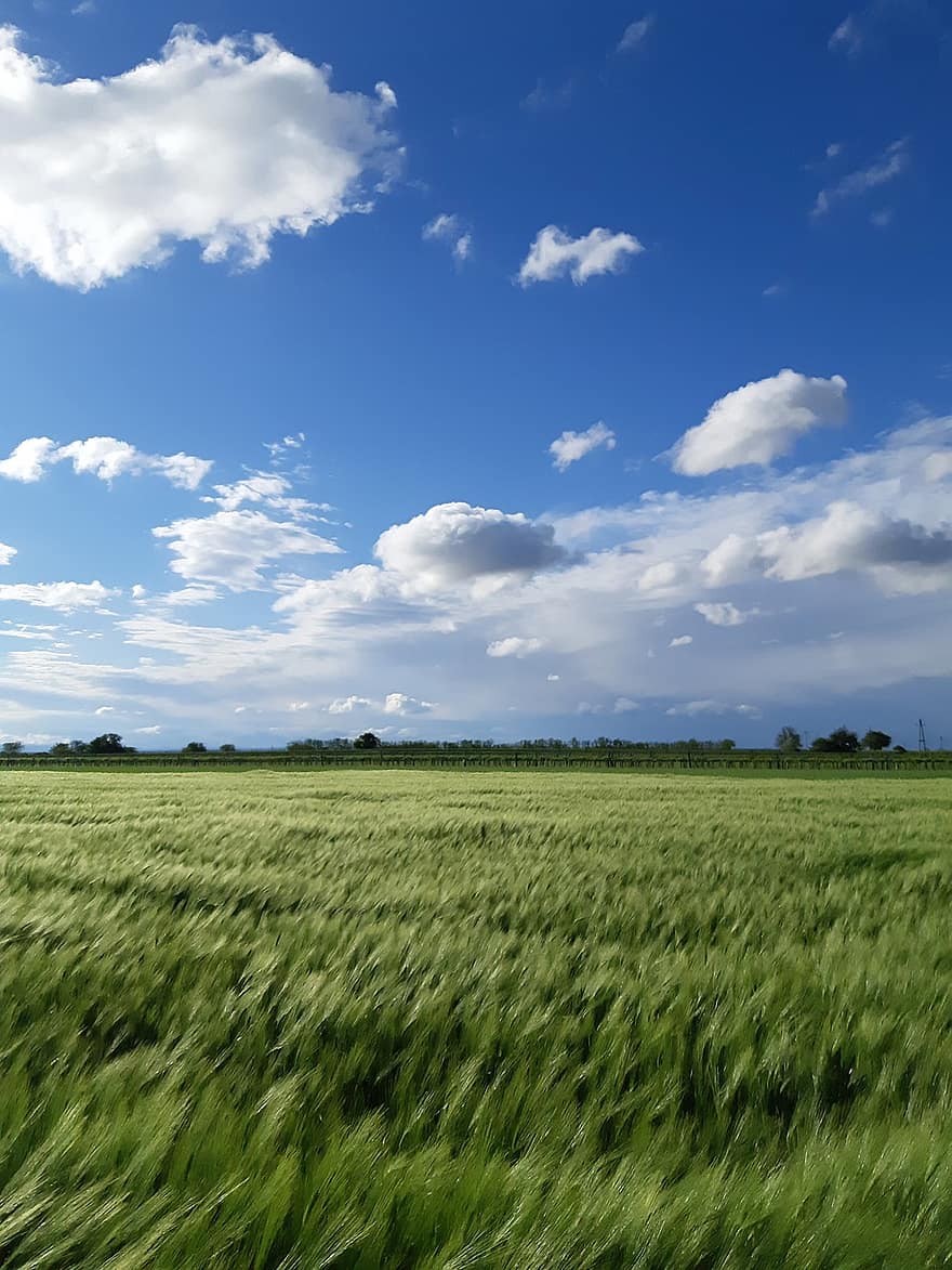 kukurūzų laukas, lauke, pievos, grūdų, miežių, dangus, debesys, Žemdirbystė, grūdai, kaimo