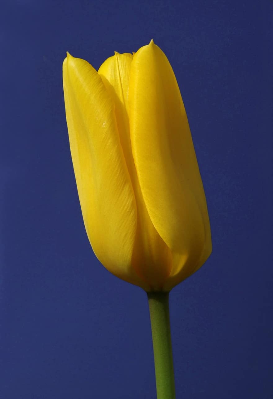 tulipan, blomst, gul blomst, kronblade, gule kronblade, blomstrende, flora, natur