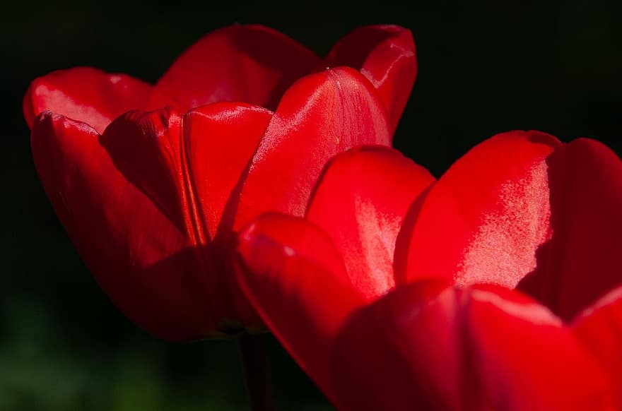 Tulpen, rote Tulpen, Blumen, rote Blumen, Strauß, Blume, Nahansicht, Pflanze, Tulpe, Blütenblatt, Blütenkopf