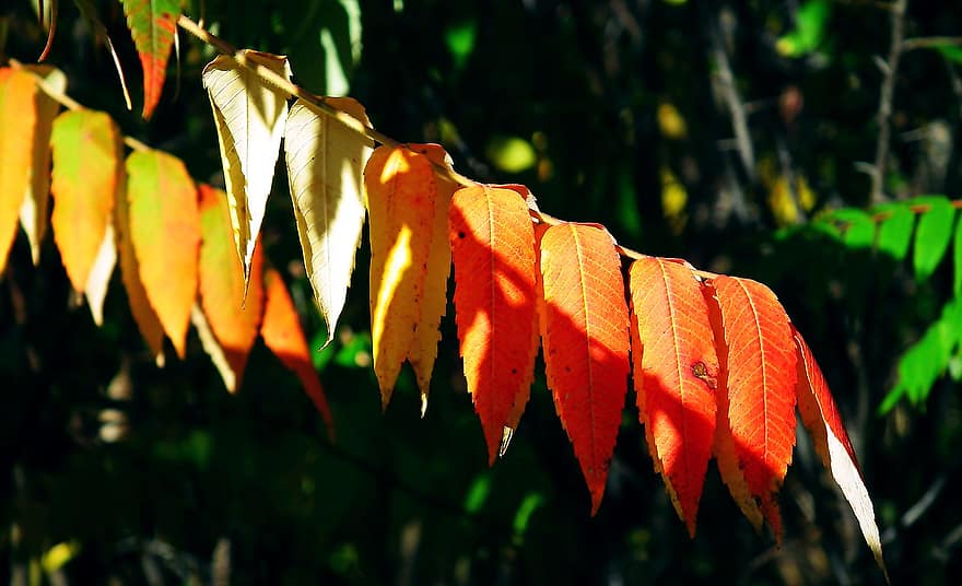 сумах, листья, падать, осень, листва, ветка, дерево, завод, природа
