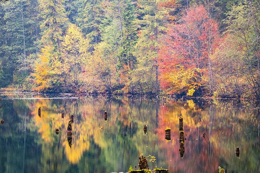 göl, orman, düşmek, sonbahar, doğa, ağaçlar, Su, yansıma, yansıtma, transylvania, ağaç