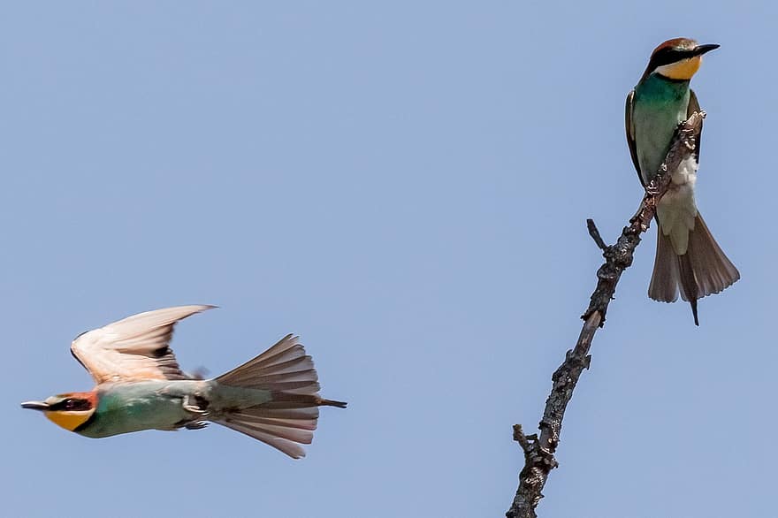 Bee-eaters, Birds, Birding, Spain, Madrid, Las Rozas De Madrid, Nature, Avian, beak, feather, multi colored