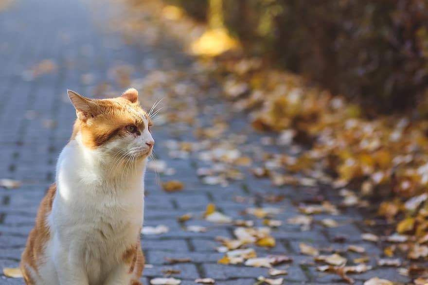 kucing, daun-daun berguguran, taman, licik, dedaunan musim gugur, daun jatuh, musim gugur, hewan, mamalia, membelai, lokal