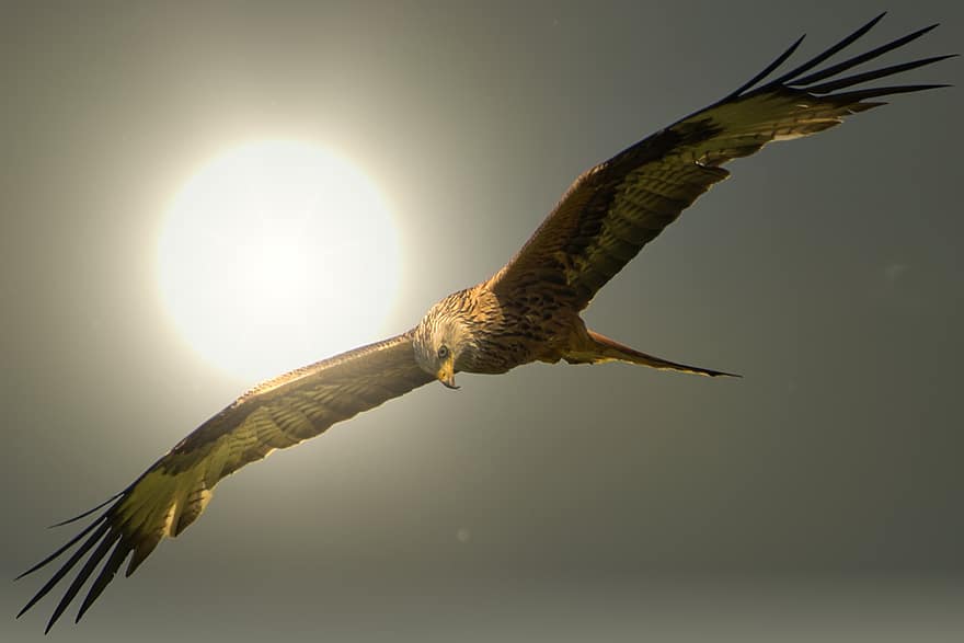 àguila, ocell, bec, plomes, plomatge, posta de sol, sortida del sol, sol, cel