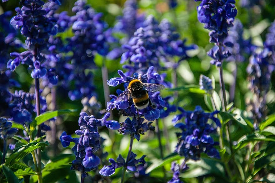 bunga-bunga, bidang, ungu, lavender, lebah, serangga, musim semi, lingkungan Hidup, di luar ruangan