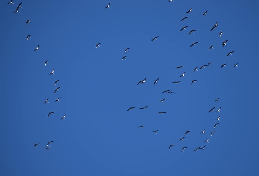 ocells, grues, migració d'ocells, animals