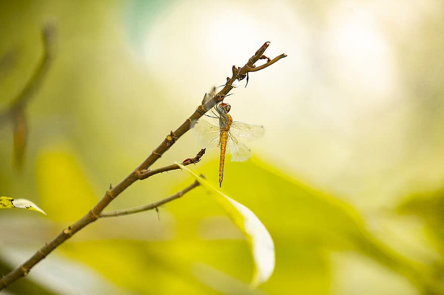 λιβελούλα, έντομο, φτερά dragonfly, φτερωτό έντομο, odonata, anisoptera, πανίδα, φύλλα, κλαδιά