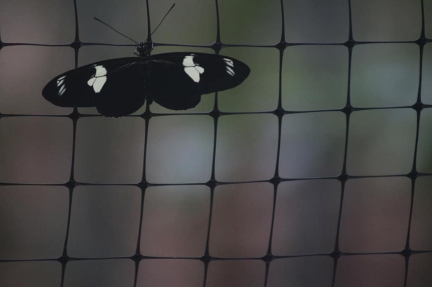 Сара Длиннокрылая Бабочка, бабочка, насекомое, крылья, природа, забор, макрос