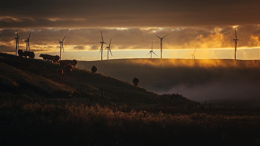 moinhos de vento, colinas, por do sol, crepúsculo, tarde, névoa, Parque eólico, turbinas eólicas, Estação de energia eólica, usina de energia eólica, vacas das montanhas