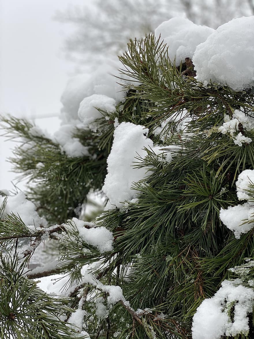 松、雪、冬、針、松葉、松の木、霜、冷ややかな、雪が多い、常緑樹、針葉樹