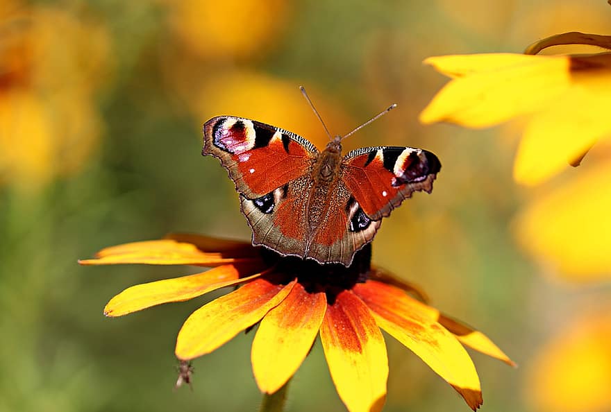 borboleta, flores, pétalas, natureza, inseto, asas, biologia, plantar, antena