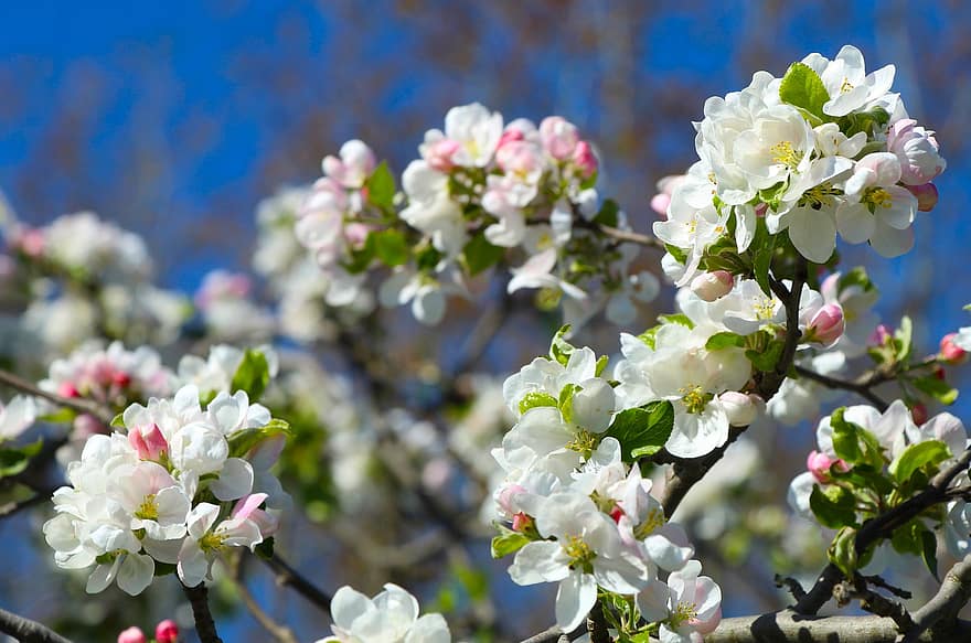 blomster, æbleblomster, æble blomster, natur, forår, blomst, afdeling, plante, friskhed, blad, tæt på