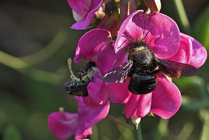 abeja, flor, abeja de madera azul, insecto, arveja, naturaleza, floración