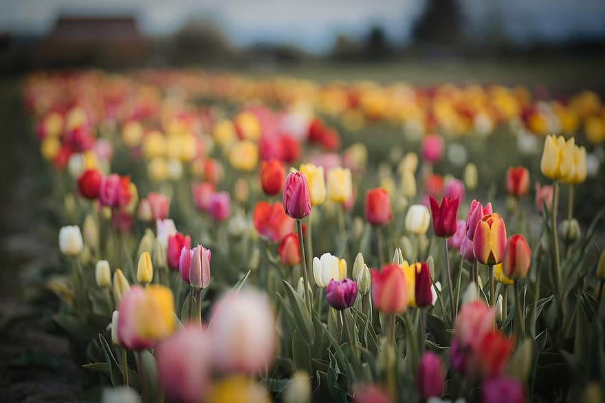 квіти, тюльпани, весна, сезонні, цвітіння, зростання, природи, тюльпан, квітка, Рослина, різнокольорові