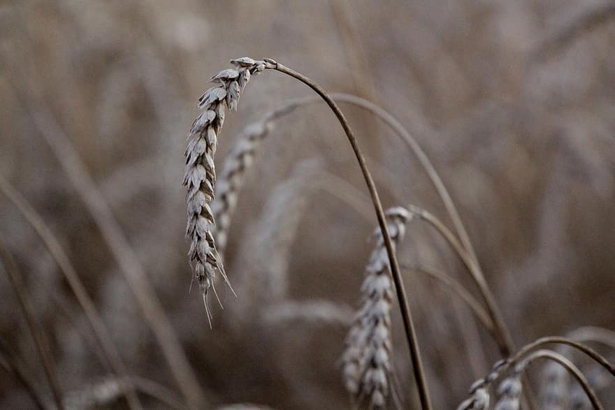 пшениця, ферми, поле, вухо, злакові, луг