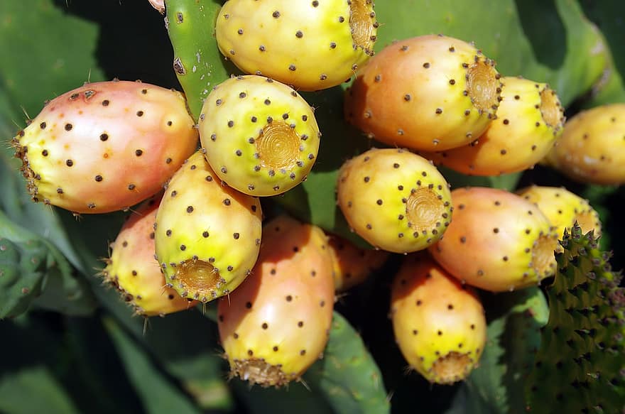 orientalsk stikkende pære, glochids, Opuntia