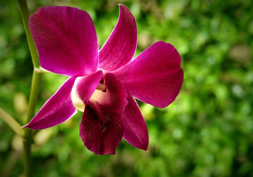 orchidėja, gėlė, violetinė orchidėja, žiedlapių, violetinės žiedlapės, žydi, žiedas, dendrobiumas, flora, pobūdį