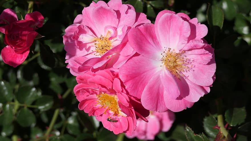 rózsaszín rózsa, szirmok, rózsák, méh, virágok, porzószál, termőit, virágzik, virágzás, növényvilág, természet