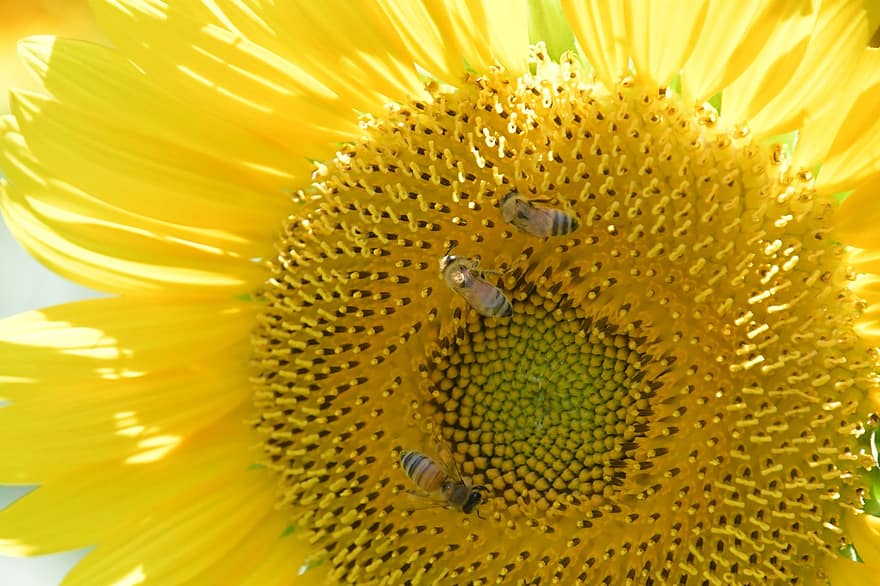 słonecznik, kwiat, płatki, pszczoły, owady, robaki
