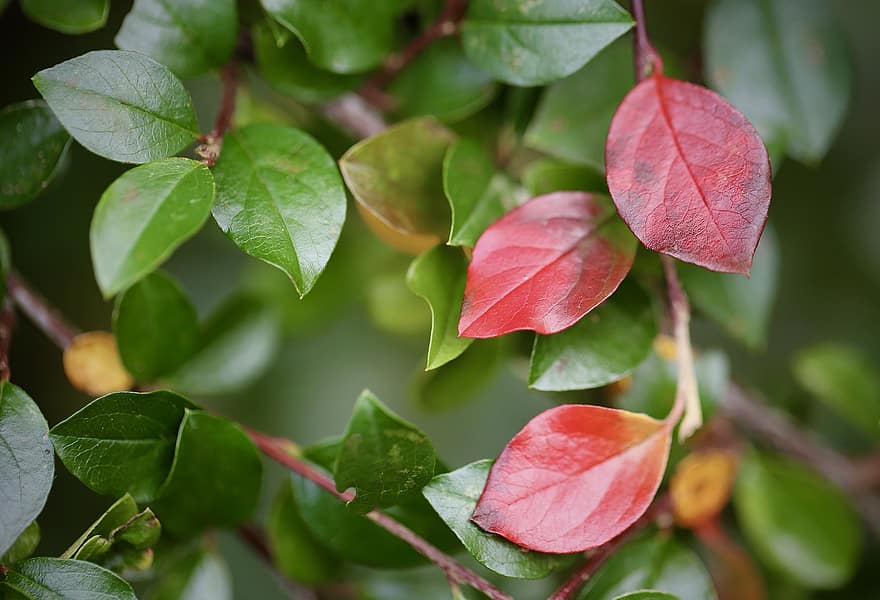 cotoneaster, Daun-daun, alam, botani, pertumbuhan, warna musim gugur