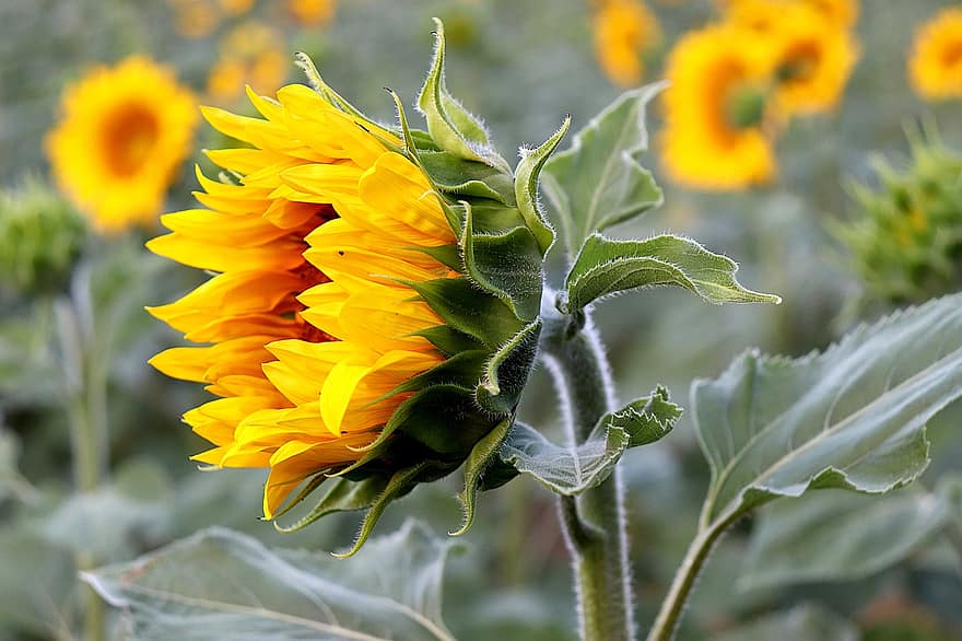 slunečnice, rostlin, květiny, světle žlutá barva, olejnatých semen, výživa, olej, semena, letní, začátek kvetení, splnění