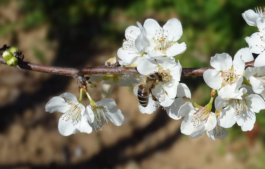 цветок, пчела, опыление, насекомое, энтомология, цветение, весна, крупный план, ветка, завод, цвести