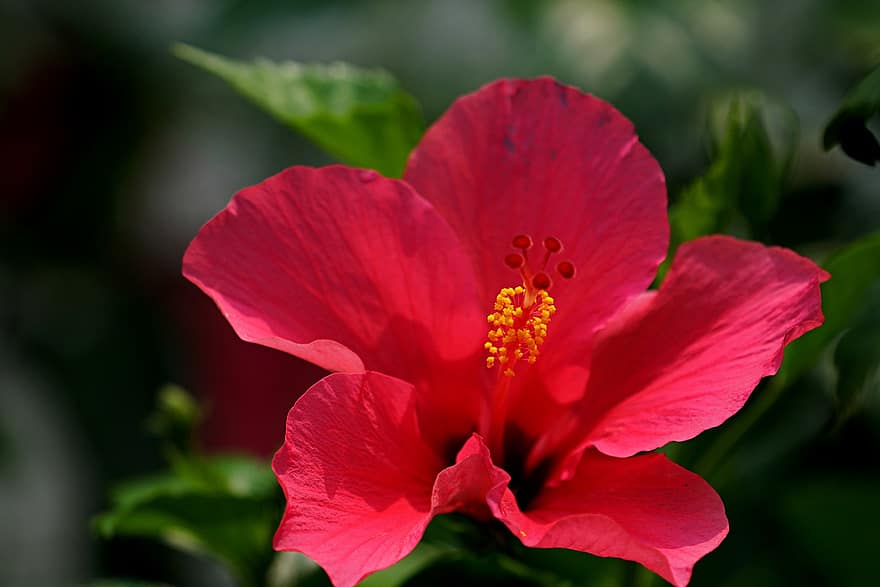 hibiscus, blomst, hage, petals, røde kronblader, rød hibiskus, blomstre, anlegg, flora, natur, nærbilde