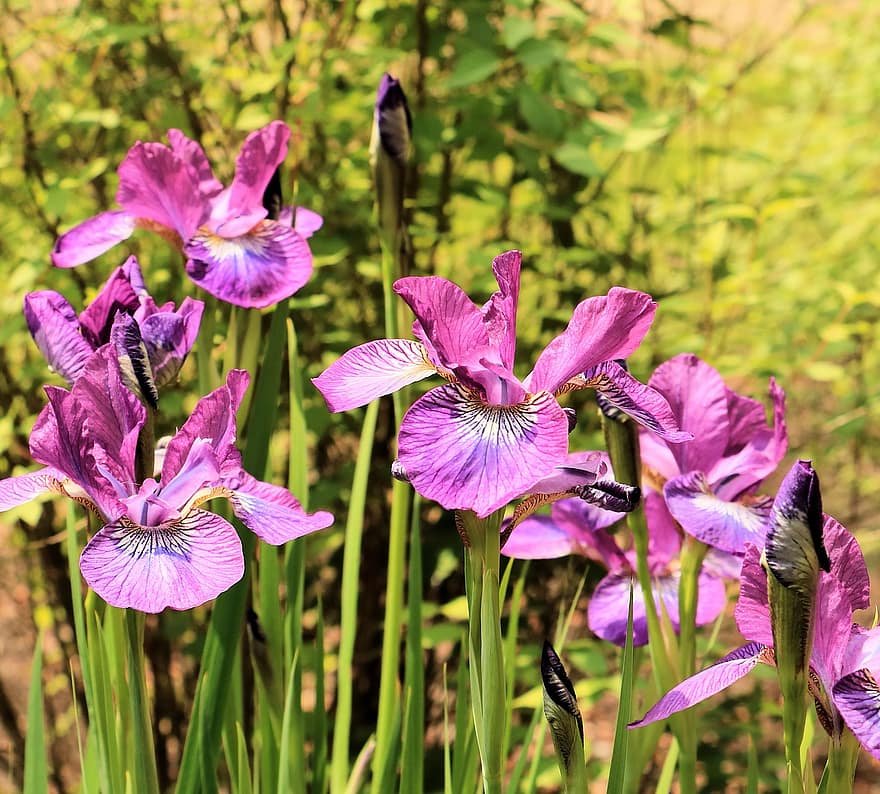 ゆり、フラワーズ、工場、ライラック、紫色の花、花びら、葉、咲く、フローラ、春、自然