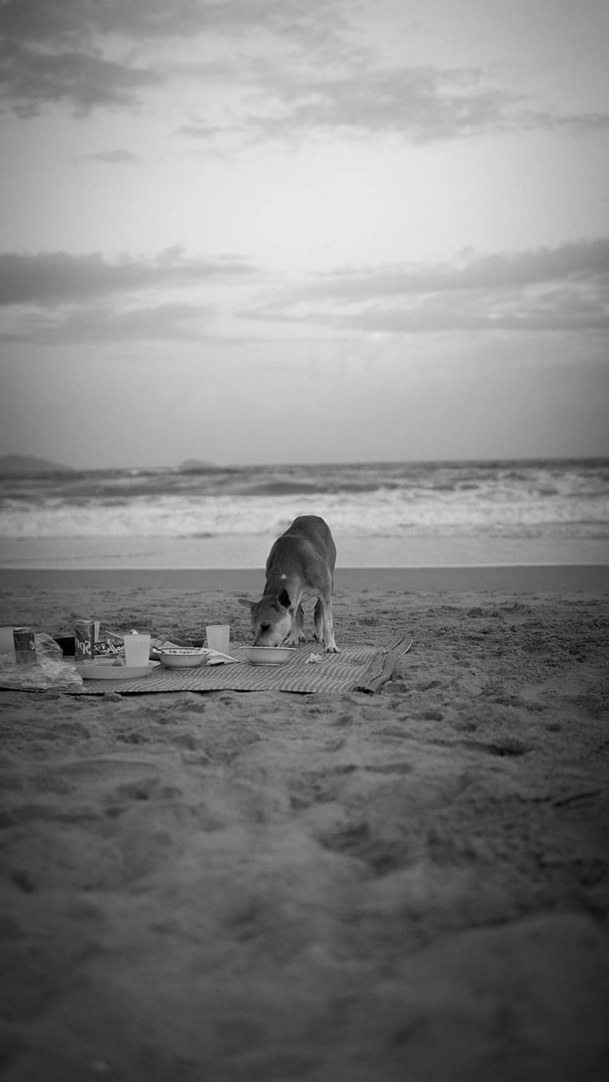 cão, de praia, por do sol, costa, panorama, oceano, natureza, mar, nublado