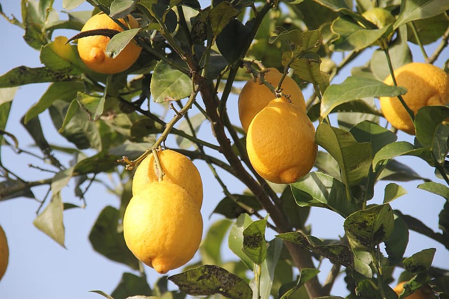 frukt, citron-, citrus-, träd, syra, organisk, hälsosam, C-vitamin