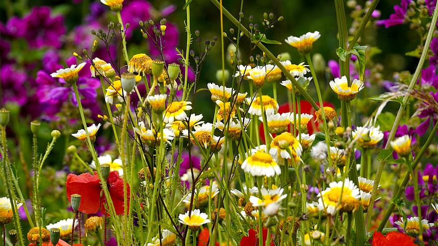 꽃 초원, 봄, 꽃들, 자연, 목초지, 꽃, 플로라, 봄 초원
