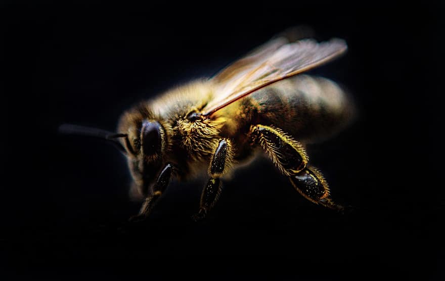 insetto, ape, entomologia, specie, macro, Ape, avvicinamento, miele, impollinazione, giallo, polline