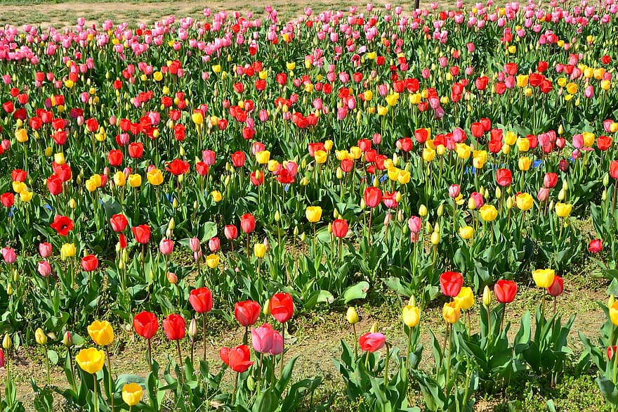 フラワーズ、チューリップ、咲く、春、季節の、花、植物学、花びら、工場、緑色、夏