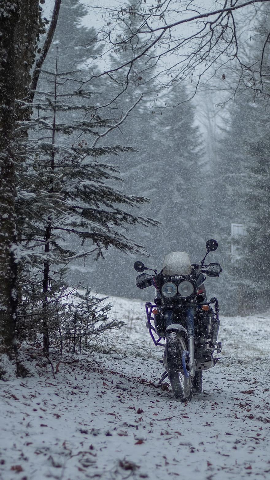 motorka, zimní, les, Příroda