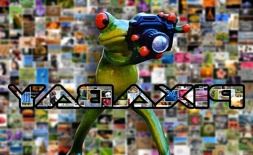 Pixabay, base de données d'images, Photos, la grenouille, figure, photographe, marrant, mignonne, photographier, images, la photographie
