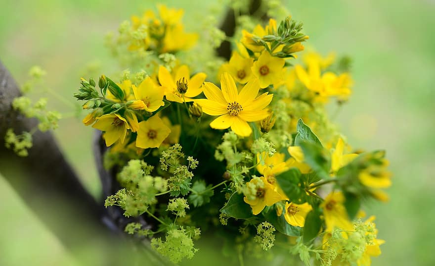 mädchenauge, ziedi, goldfelberich, frauenmantel, dzeltens, dzelteni ziedi, pušķis, dārzs, ziedu dārzs, flora, gaišs