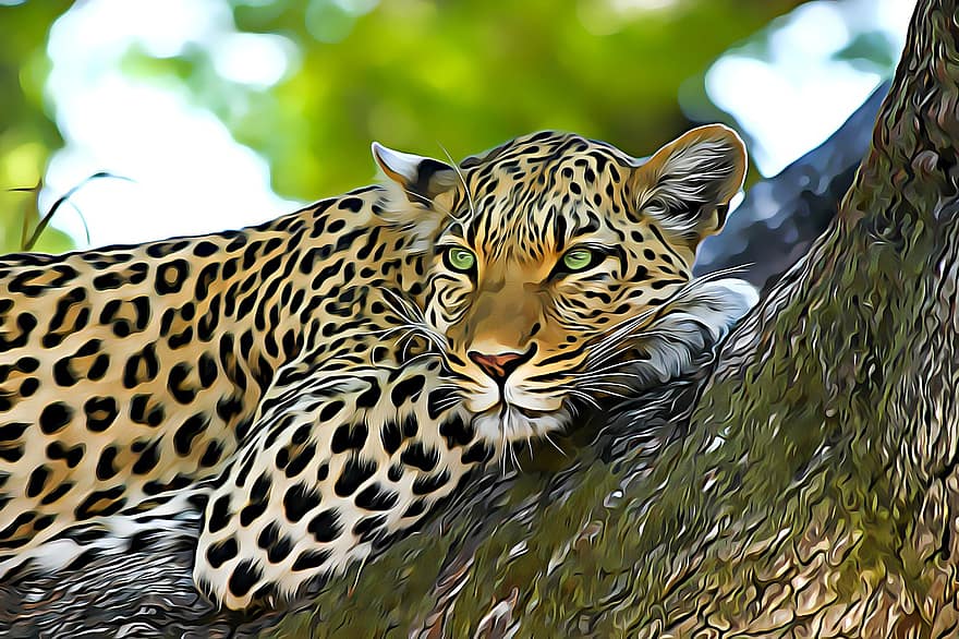 Leopard, Tier, Tierwelt, Katze, große Katze, Raubtier, Safari, Säugetier, wildes Tier, Fauna, Natur