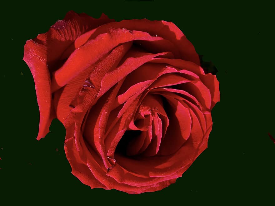 flor, Rosa, rojo, floración, botánica, planta, pétalos, crecimiento, romántico, pétalo, de cerca