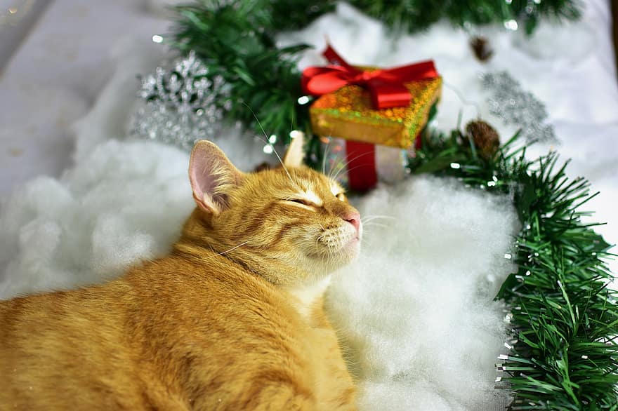 크리스마스, 고양이, 착한 애, 고양이 같은, 동물, 애완 동물, 귀엽다, 고양이 새끼, 국내 고양이, 가축, 모피