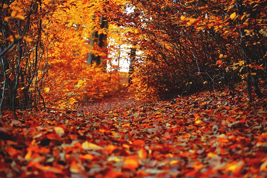 taka, mežs, rudenī, kritums, lapas, zaļumi, ceļš, koki, ainavu, raksturs, gaisma