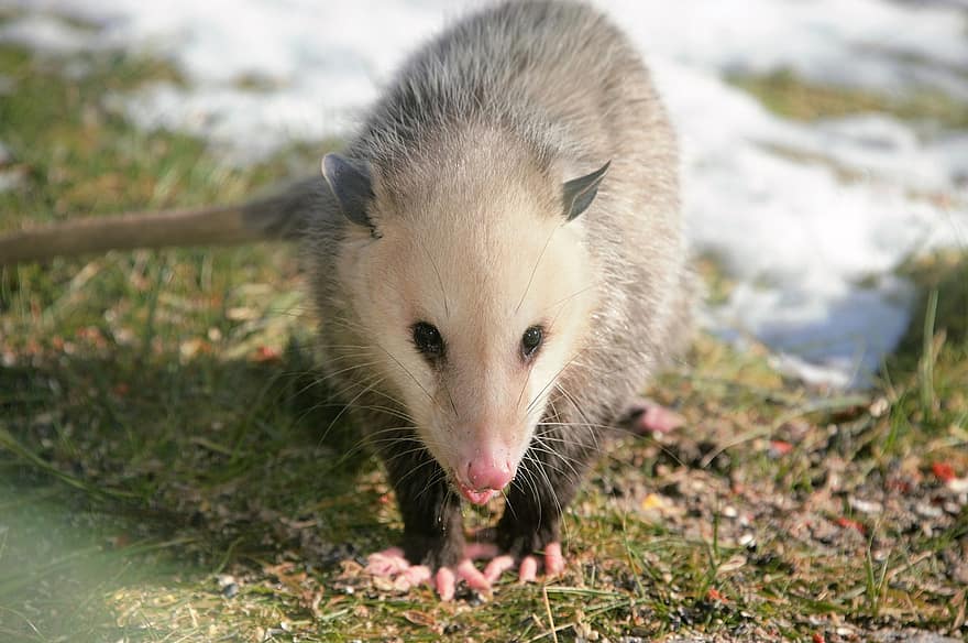 chồn Opossum, có túi, Chân dung, hoang dã, bực bội, râu ria, có lông, động vật có vú, thú vật, động vật hoang dã, sự gần gũi