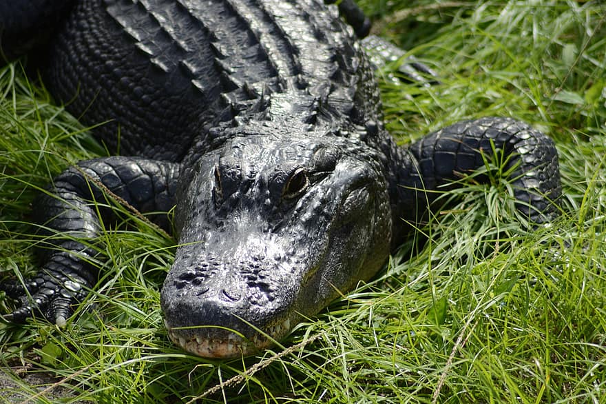 Флорида, крокодил, аллигатор, животное, природа, Форт Лодердейл, живая природа, рептилия