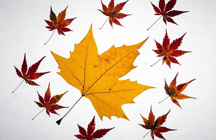 кленов листа, падане, модел, клен, листа, есенни листа, шума, есен