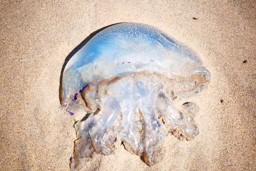 medusa, de praia, criatura marinha, vida marinha, animal aquático