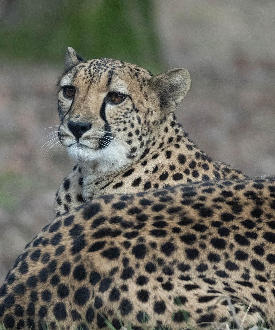 leopardo cazador, carnívoro, zoo, naturaleza, depredador, manchas, felino, animales en la naturaleza, gato no domesticado, manchado, especie en peligro