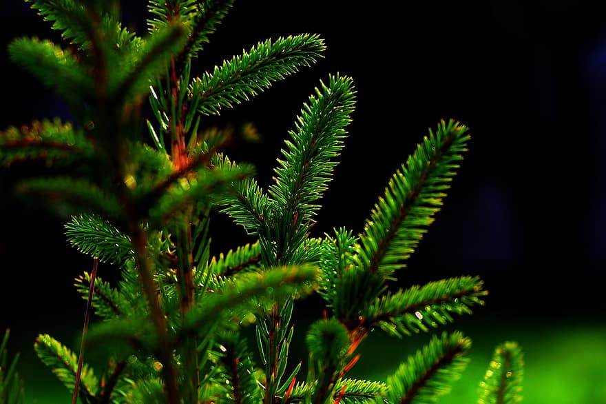Nature, Evergreen, Botany, Macro, Spruce, Iglak, Tree, green color, close-up, plant, leaf