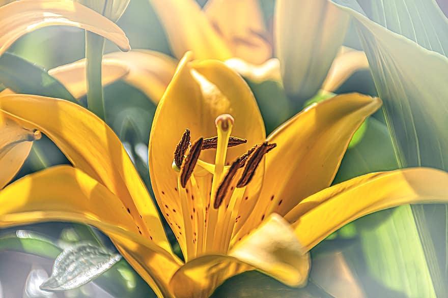 Taglilie, gelbe Blume, gelbe Lilie, Wunder der Natur, gelbe blütenblätter, lebendige Blumen, positive Energie, CD-Cover, Frühlingsmotiv, Schnittblumen, Lilien