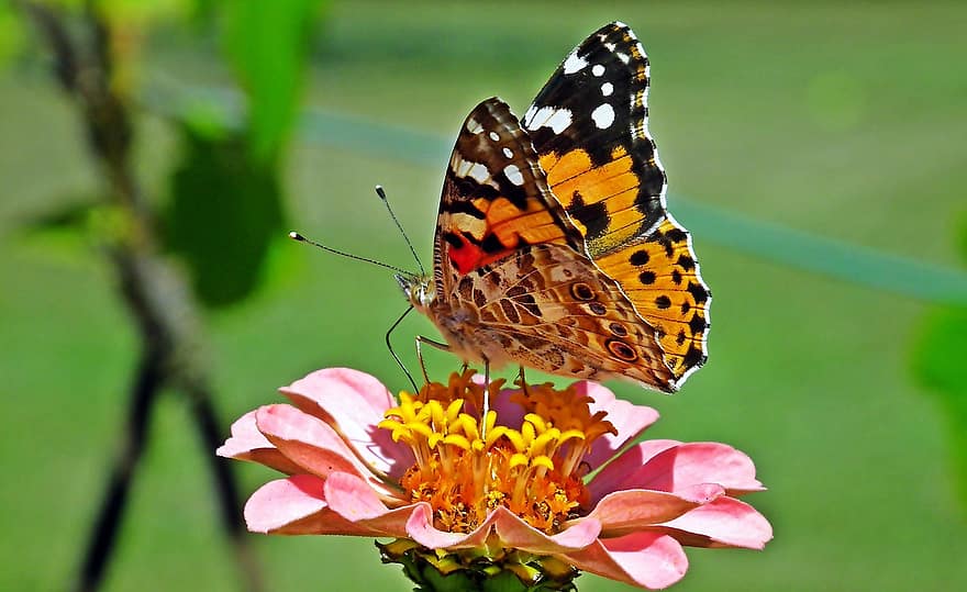 sommerfugl, zinnia, bestøvning, insekt, have, multi farvet, tæt på, blomst, sommer, grøn farve, makro