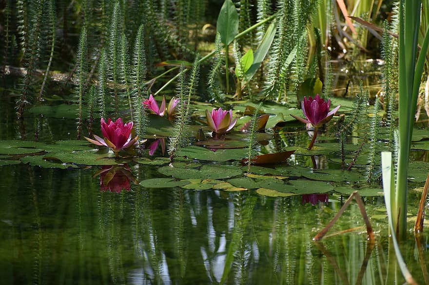 водни лилии, езерце, подложки за лилии, цветя, листенца, разцвет, цвят, водни растения, флора, природа