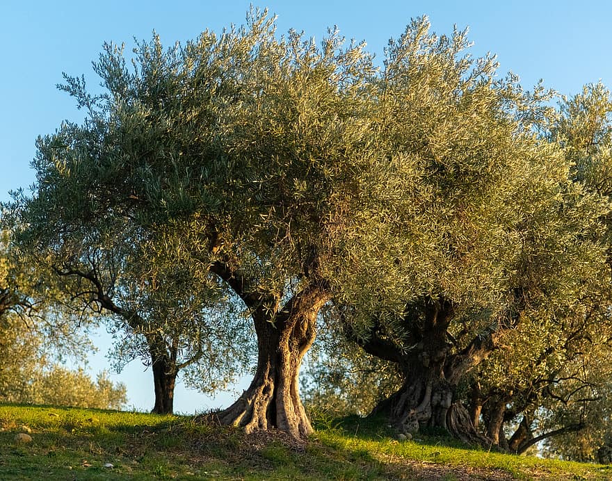 drzewo oliwne, gaj, Natura, krajobraz, drzewa, na dworze, pustynia